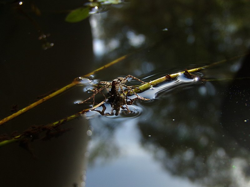 File:Spider seen while paddleboarding in the Withlacoochee State Forest, FL.jpg