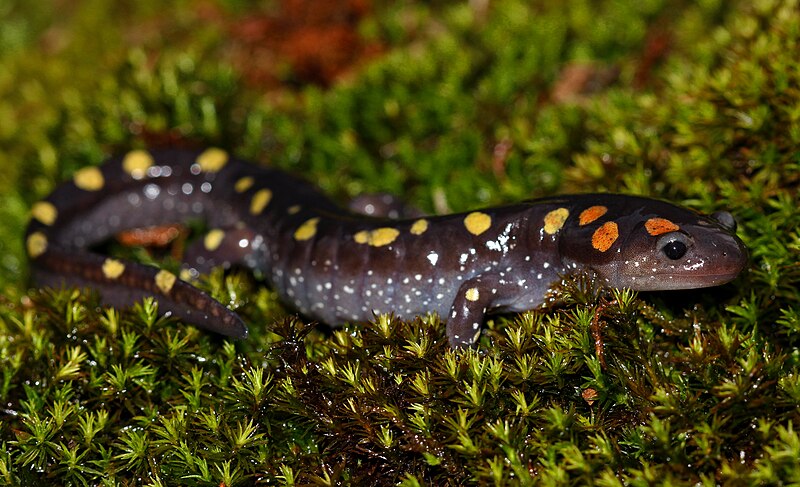 File:Spotted Salamander (Ambystoma maculatum) (39592157295).jpg