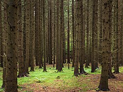 Fotografi av tett granskog, for å illustrere et næringsfattig område