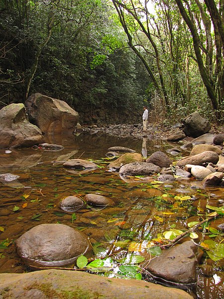 File:Starr-130311-2097-Chrysophyllum oliviforme-habitat after flood with Kim-Maliko Gulch-Maui (24839005849).jpg