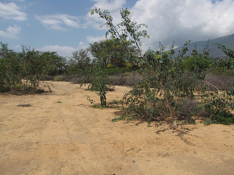 File:Starr-130422-4130-Nicotiana glauca-habit-Kahului-Maui (24583454163).jpg