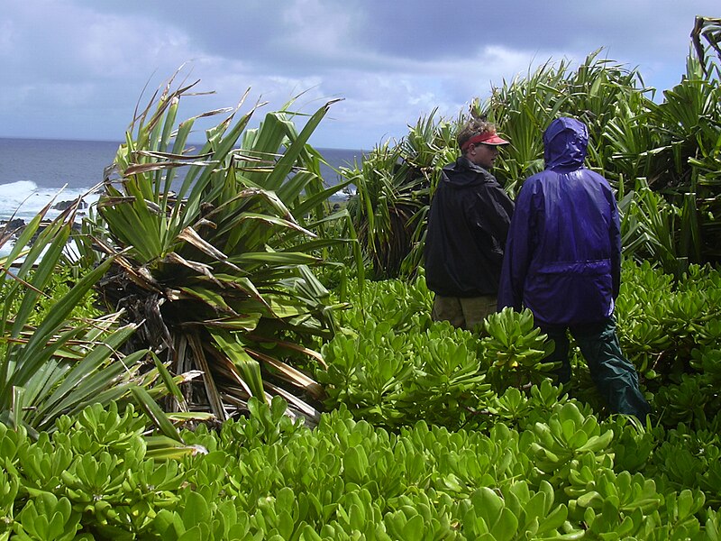 File:Starr 040423-0255 Pandanus tectorius.jpg