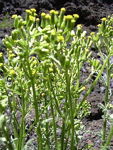 Starr 040813-0015 Senecio sylvaticus.jpg