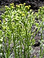 Boskruiskruid (Senecio sylvaticus)