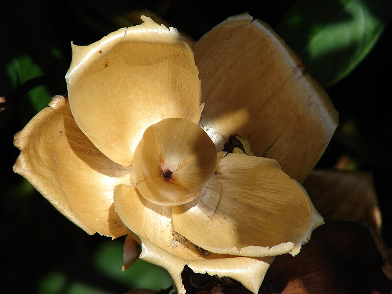 File:Starr 070302-5062 Merremia tuberosa.jpg