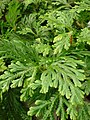 Starr 080117-1776 Selaginella plana.jpg