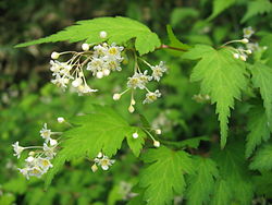 Siroseppelvarpu Stephanandra incisa