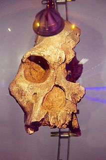 STS 71 Fossilized skull of Australopithecus africanus found in South Africa