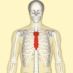 Sternum avant.png