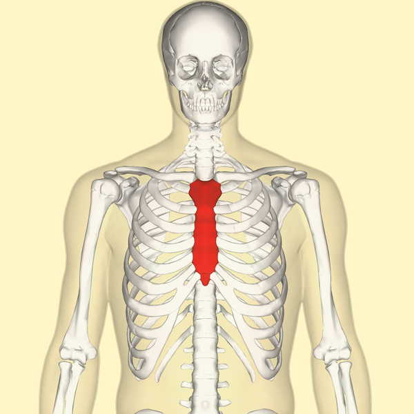 File:Sternum front.png