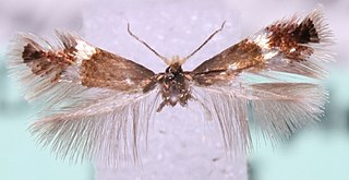 <i>Stigmella hemargyrella</i> Species of moth