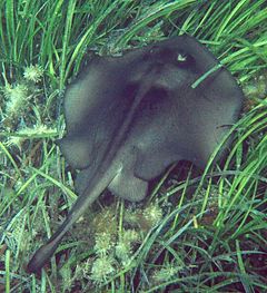 Stingaree در seagrass.jpg
