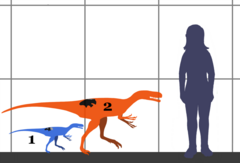 השוואה לאדם של סטוקסוזאורוס