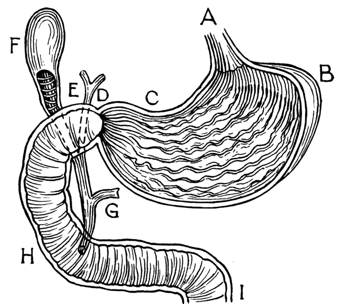 File:Stomach (PSF).png