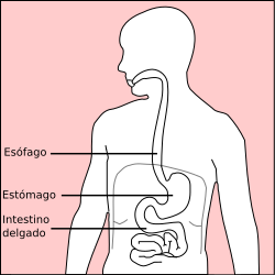 Stomach diagram-es.svg