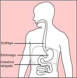 File:Abdominal Quadrant Regions es cleaned.svg - Wikimedia Commons