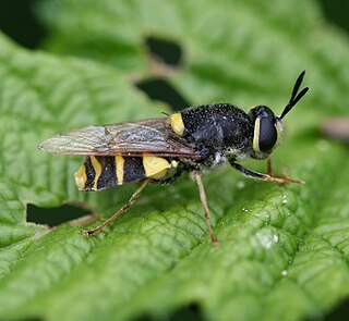 <i>Stratiomys potamida</i> species of insect