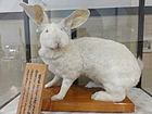 Stuffed jumbo rabbit.jpg