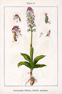 plate 11 archive copy at the Wayback Machine Orchis ustulata Neotinea ustulata