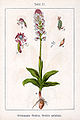 Neotinea ustulata vol. 4 - plate 11 in: Jacob Sturm: Deutschlands Flora in Abbildungen (Orchidaceae) (1796)