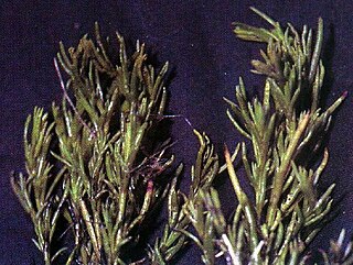 <i>Suaeda calceoliformis</i> Species of flowering plant