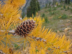 Wenatchee National Forest