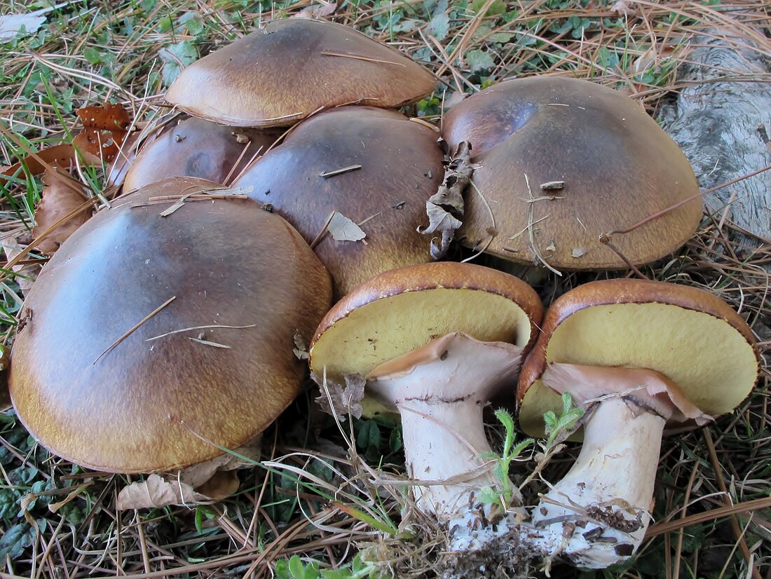 Suillus luteus