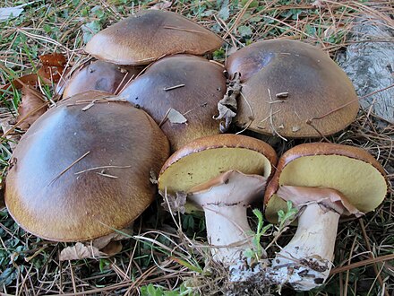 Съедобный гриб семейства. Грибы маслята. Маслята грибы несъедобные. Suillus luteus. Маслёнок гриб.