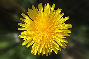 Dandelion