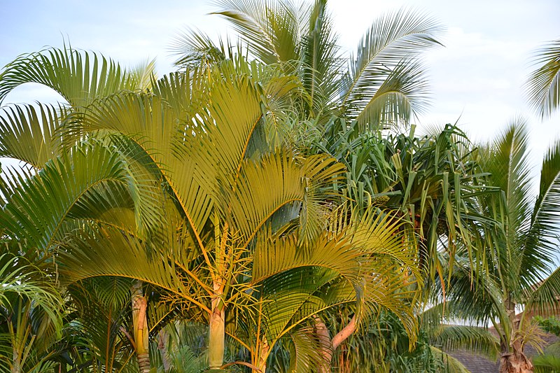 File:Sunset palm tree (6753911605).jpg