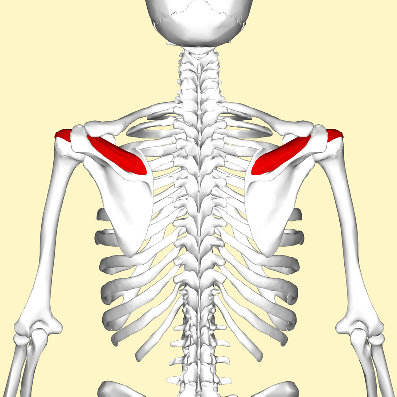 Rotator cuff - Wikipedia