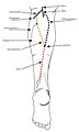 Most common formation of the sural nerve by Steele et al.