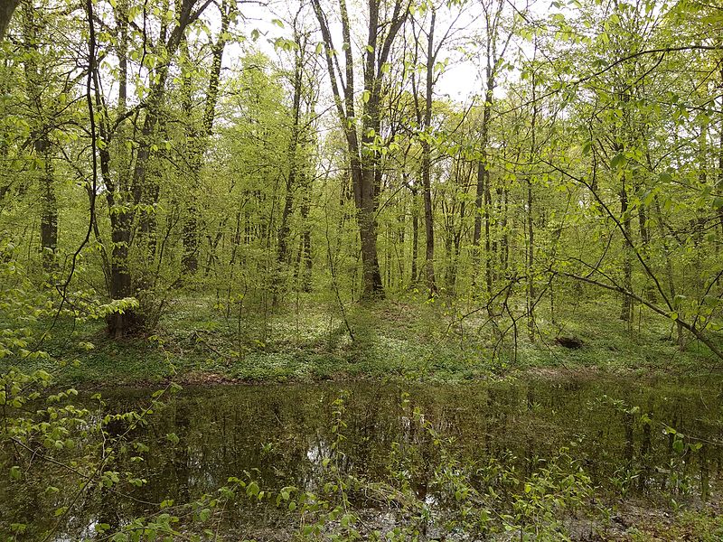 File:Svydivok Oak Trees-2.jpg