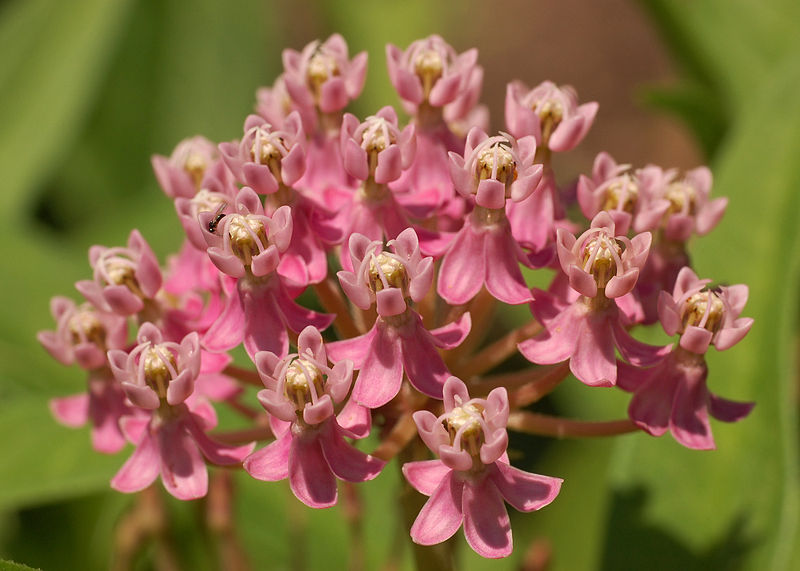 File:Swamp Milkweed Asclepias incarnata Flowers Closeup 2800px.jpg