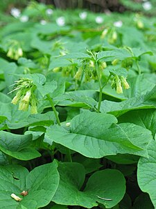 Żywokost sercowaty (Symphytum cordatum)