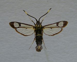 Synanthedon spheciformis.jpg