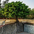 * Nomination Tainan, Taiwan: Banyan tree at the wall of the Great South Gate, Tainan --Cccefalon 03:14, 15 March 2016 (UTC) * Promotion  Support Good quality.--Famberhorst 06:25, 15 March 2016 (UTC)