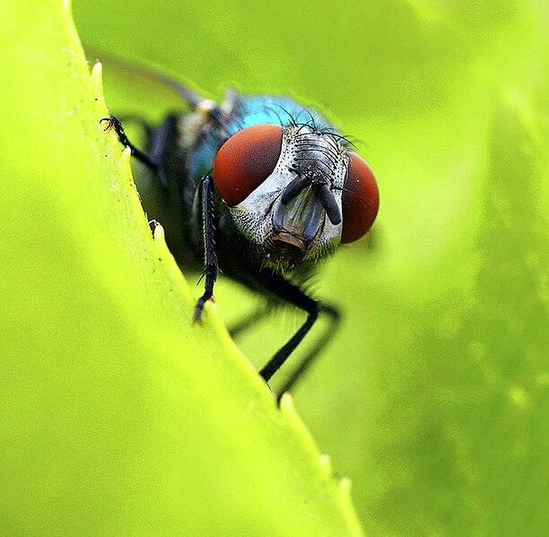 File:The Mouthparts of a Fly.jpg