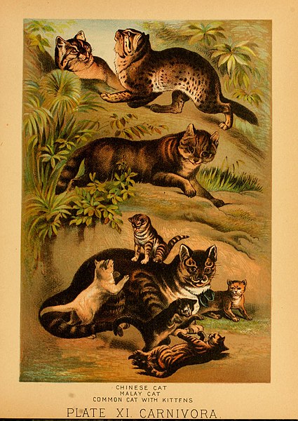 File:The animal kingdom (Plate X) (6130244078).jpg