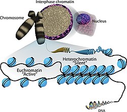 DNA is wrapped around histones to form nucleosomes. Nucleosomes are shown as "beads on a string" with the distinction between euchromatin and heterochromatin. The basic unit of chromatin organization is the nucleosome, which comprises 147 bp of DNA wrapped ar.jpg