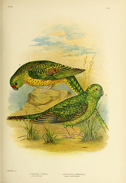 File:The birds of Australia (16864183711).jpg