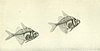 The complete aquarium book; the care and breeding of goldfish and tropical fishes (1936) (20678517211).jpg