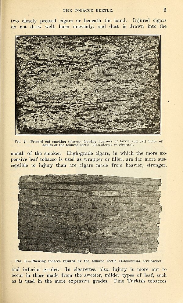 Illustration with photographs of tobacco leaves infested by Lasioderma serricorne (tobacco beetles), from Runner, G. A., The tobacco beetle (1919), Bu