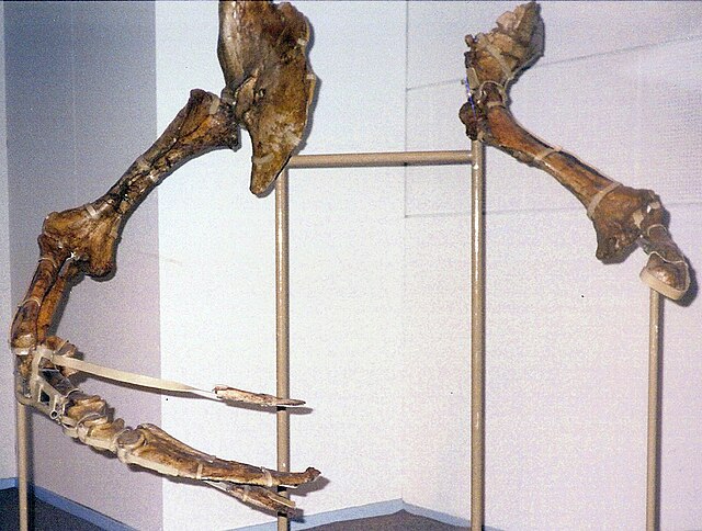 Frontal view of the arms in Therizinosaurus IGM 100/15