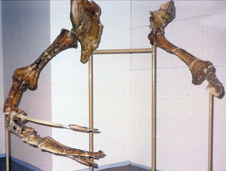 File:Therizinosaurus.jpg