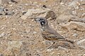 * Nomination: Thick-billed lark (Ramphocoris clotbey) --Charlesjsharp 11:05, 6 June 2024 (UTC) * * Review needed