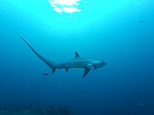 A living Alopias, or thresher shark Thresher.jpg