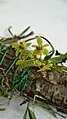 Thrixspermum pygmaeum