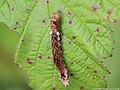 Thyatira batis (Linnaeus, 1758)