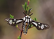 Thyretes gippotes 11655926.jpg